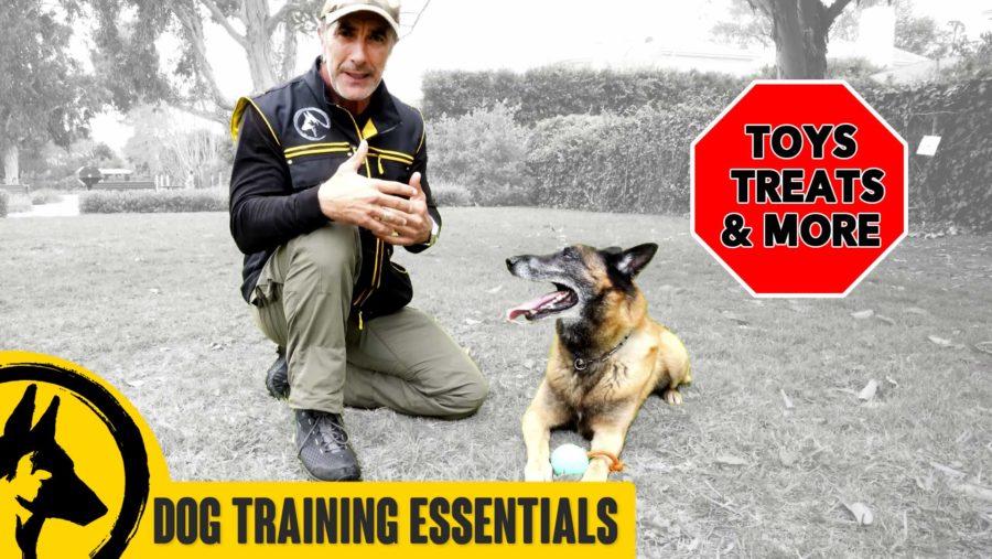 dog-training-essentials-TN