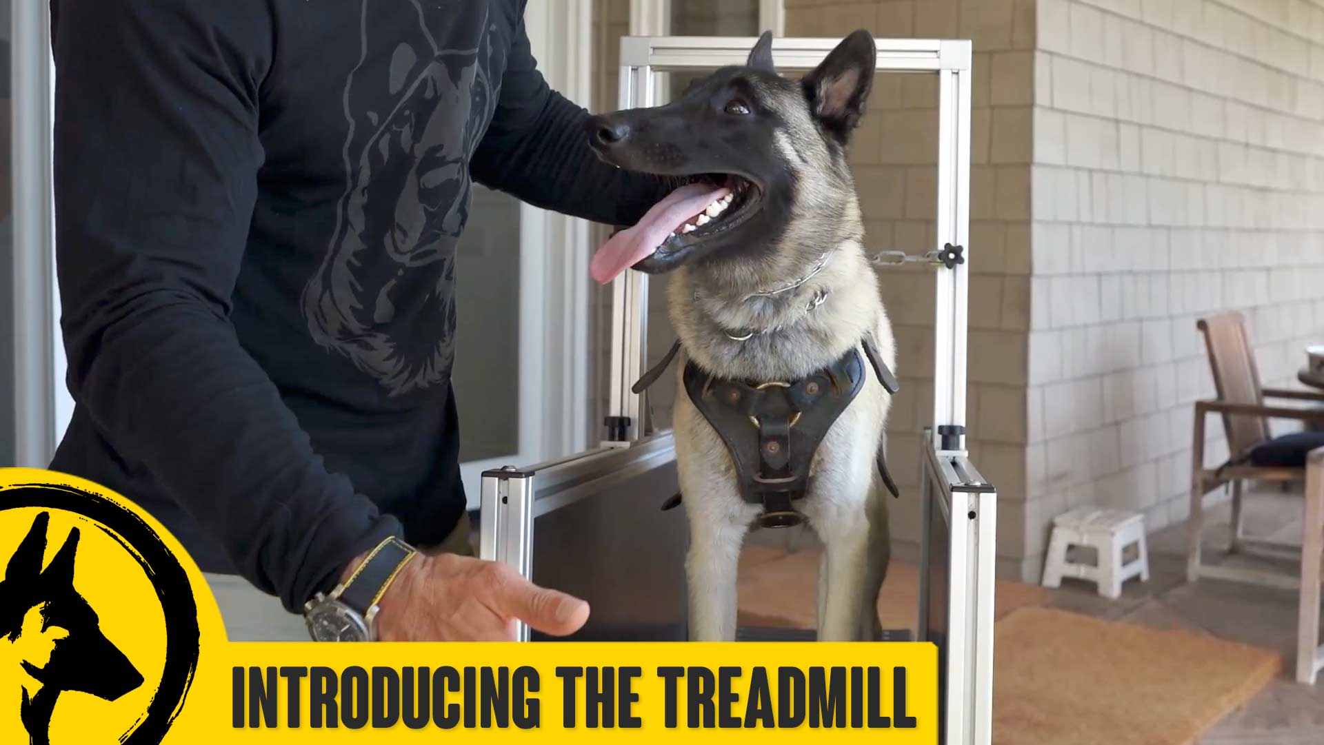 Introducing Your Dog to a Treadmill