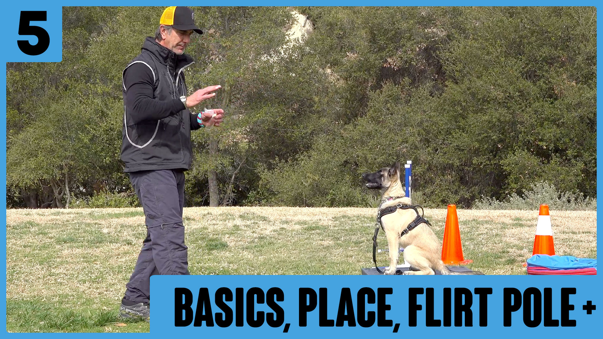 Siggy Lesson 5 – Basics, Tug, Dogs and more