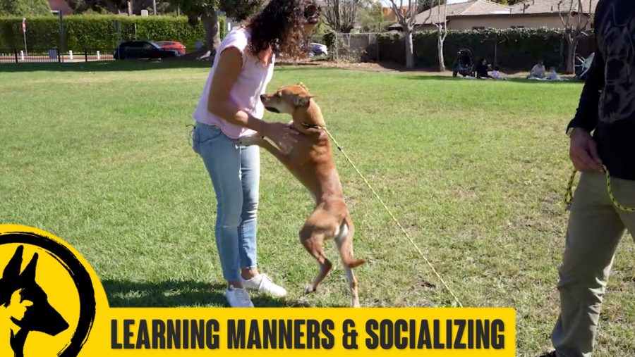 buster-learns-manners-MEMBERS