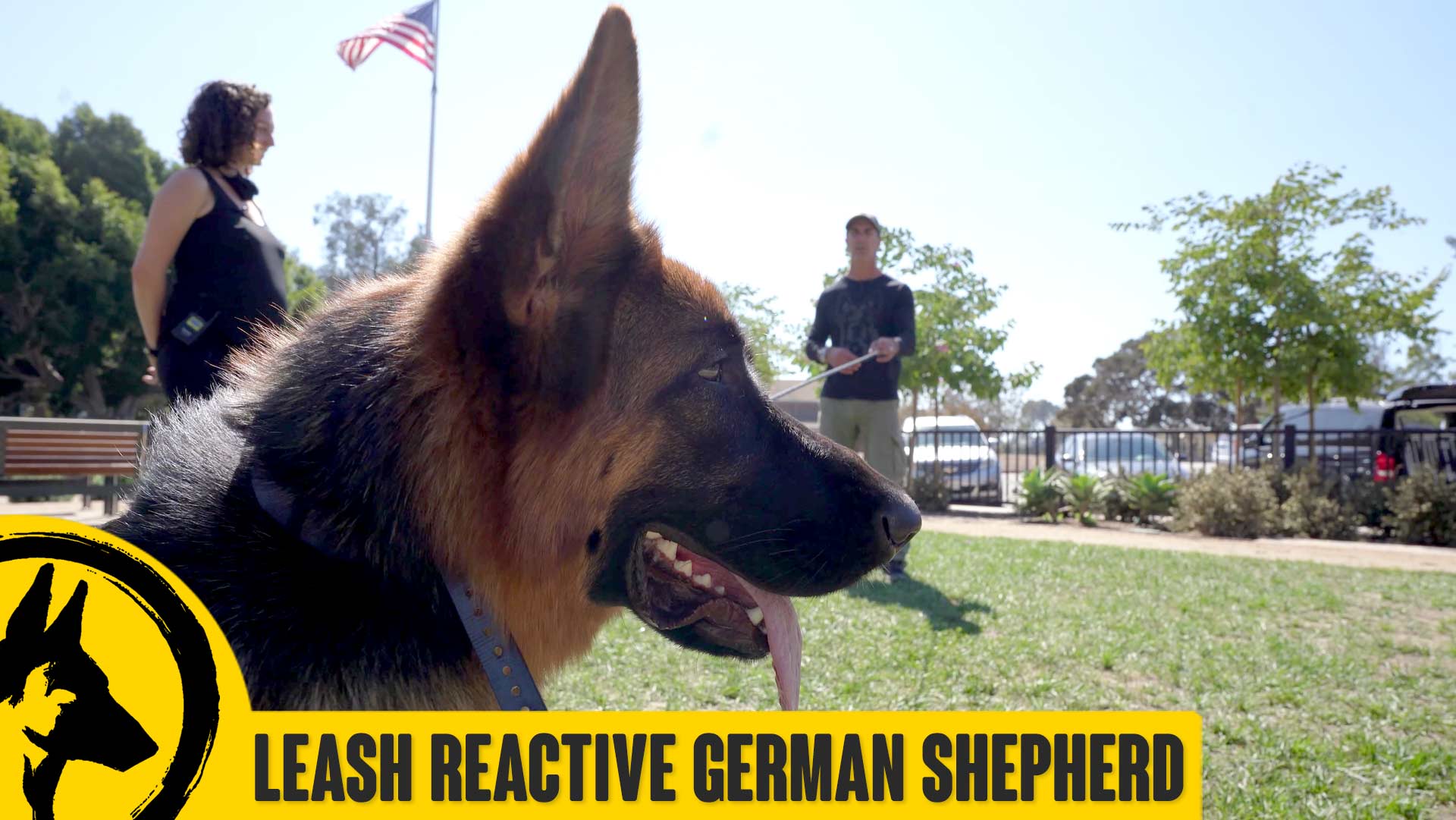 Leash Aggressive and Reactive German Shepherd