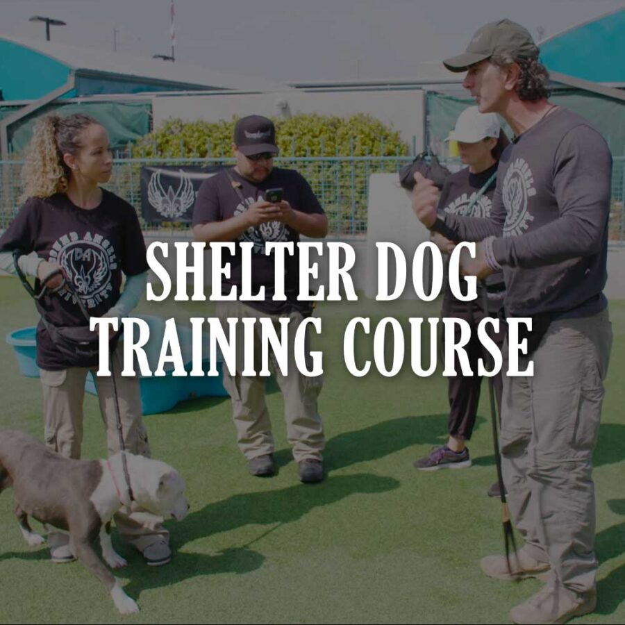 Dog Trainer // Shelter Dog Training Course