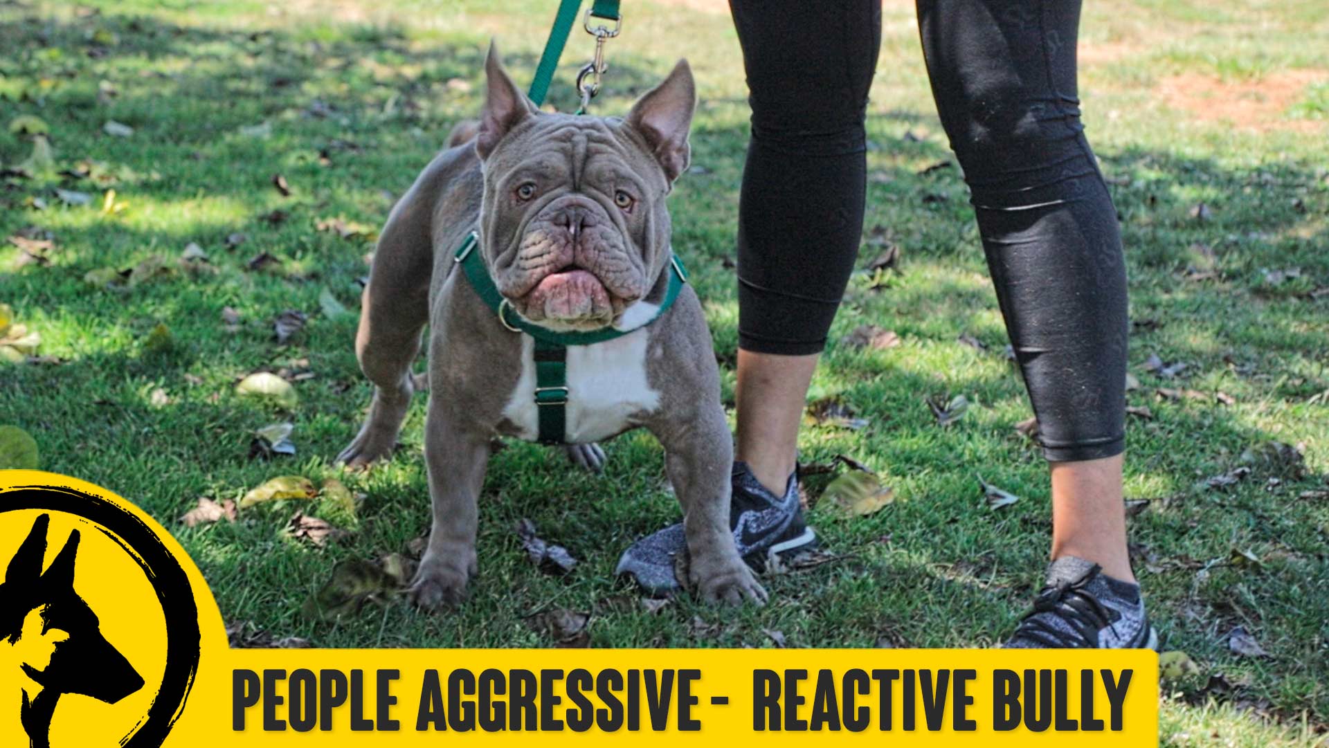 People Aggressive – Reactive Bully