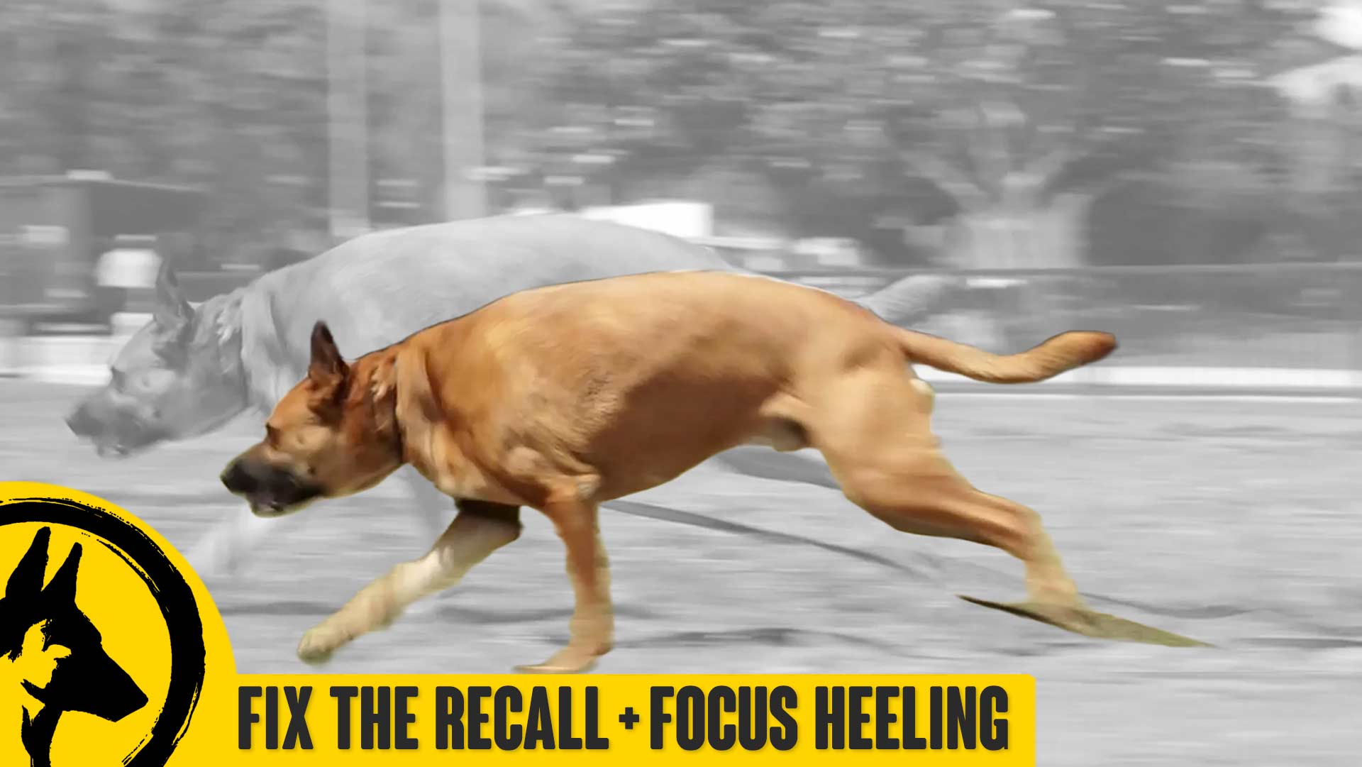Fixing Your Recall + Focus Heeling