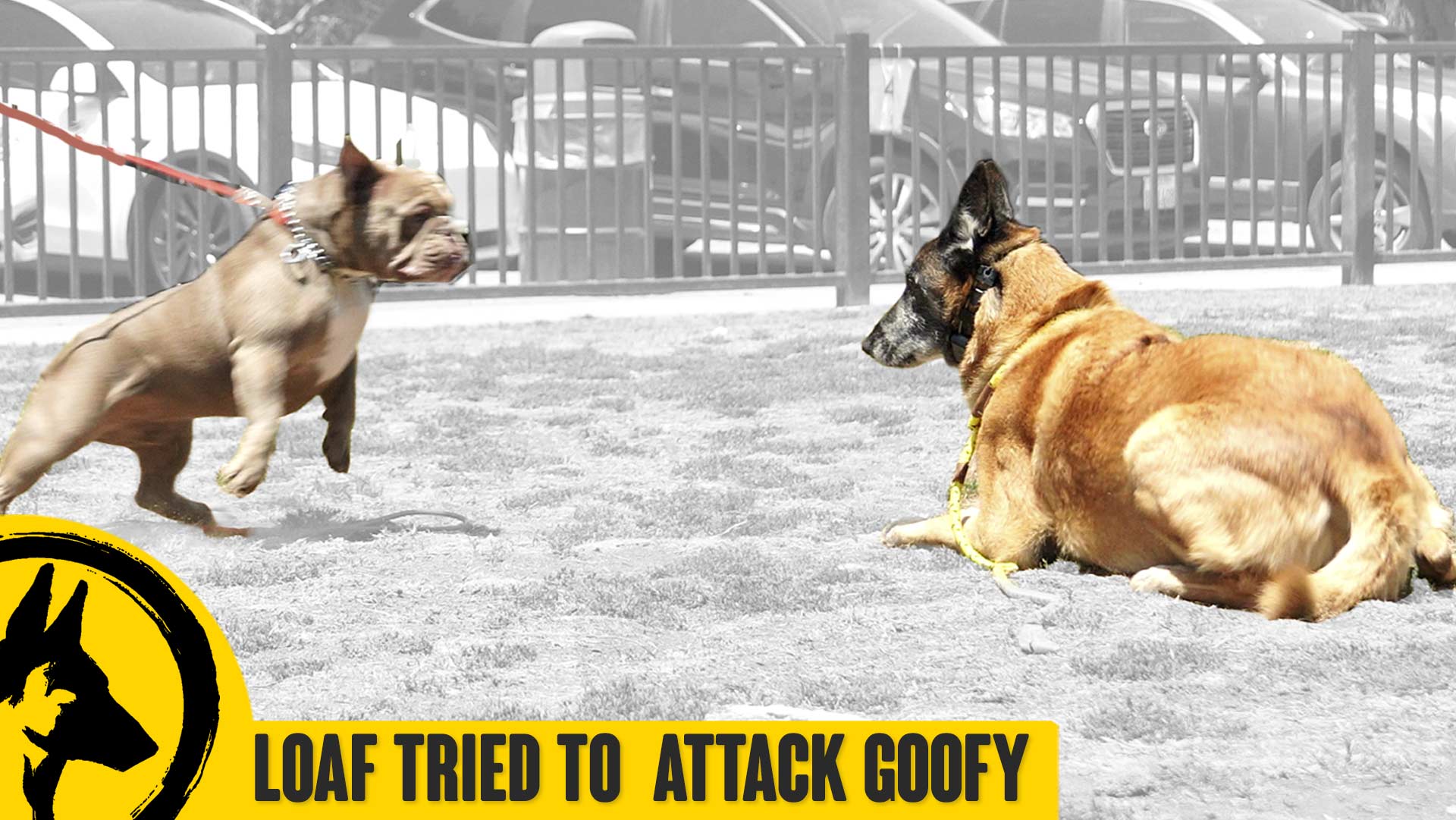 Dog Aggression – Loaf Tried to Attack Goofy