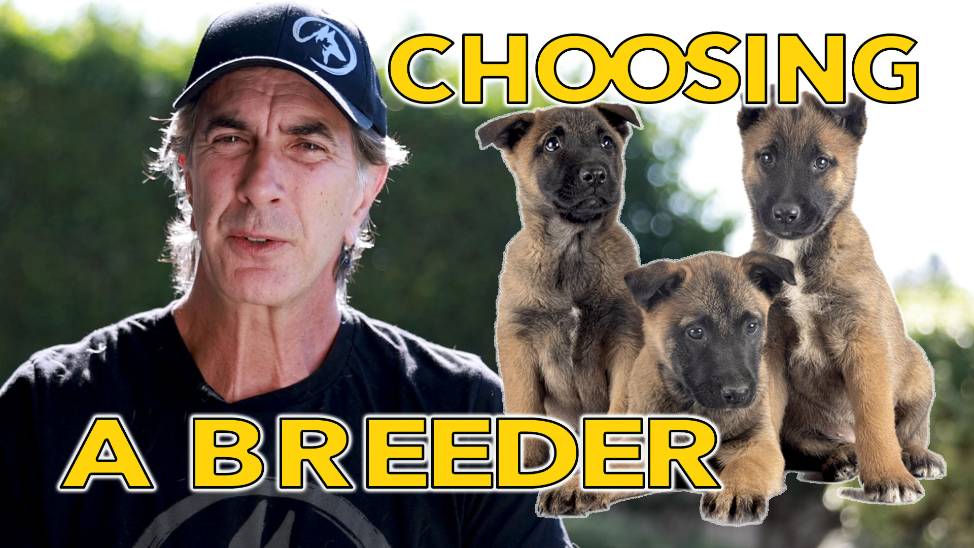 What I Look for in a Dog Breeder - Robert Cabral