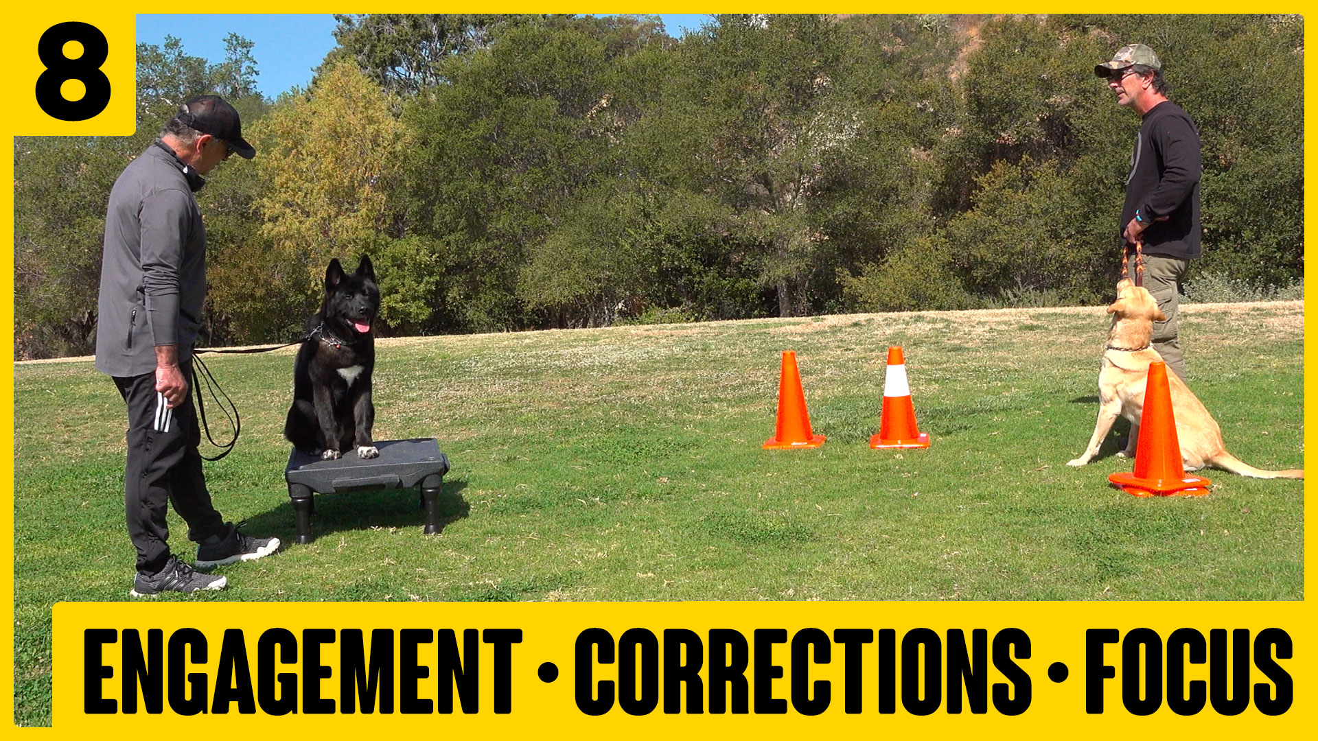Puppy Engagement, Obedience & Distractions Max Day 8