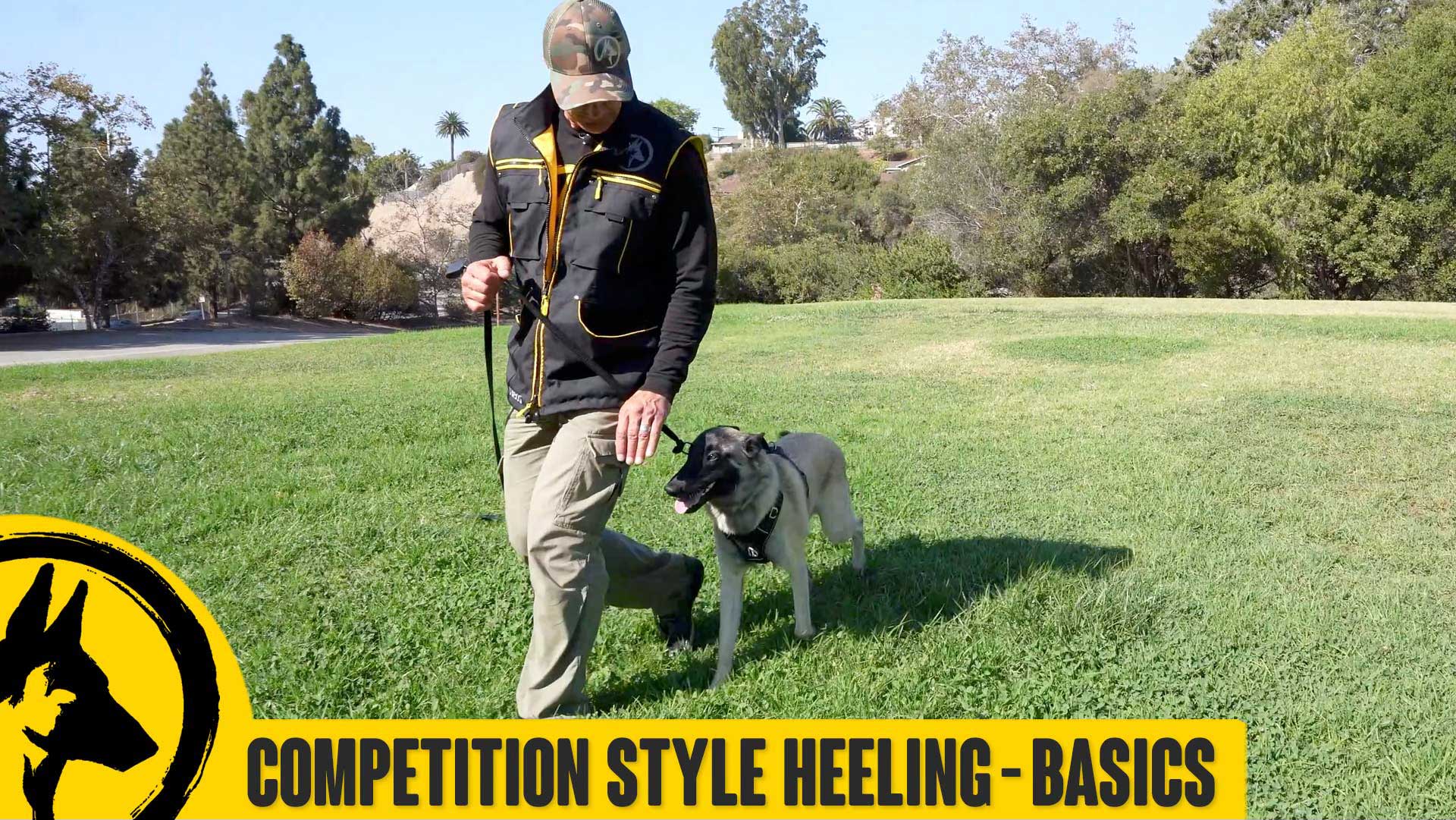 Competition Style Focused Heeling with Siggy