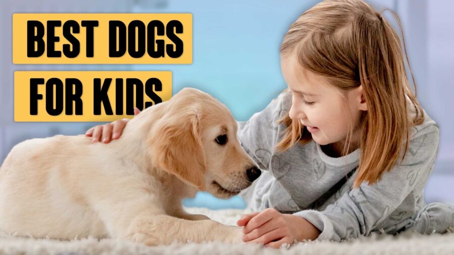 What is the best family dog