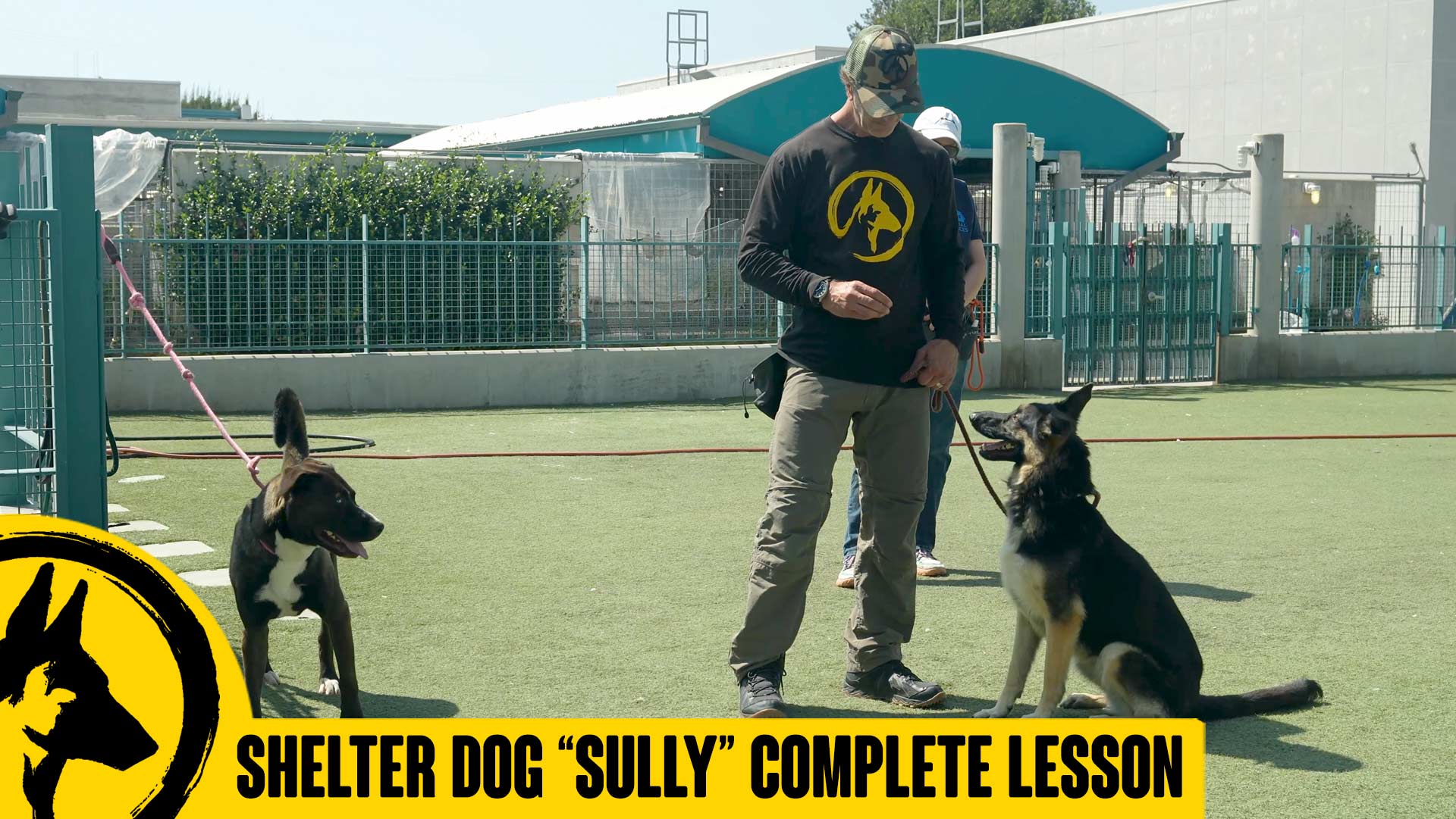 Training Shelter Dog Sully for Adoption