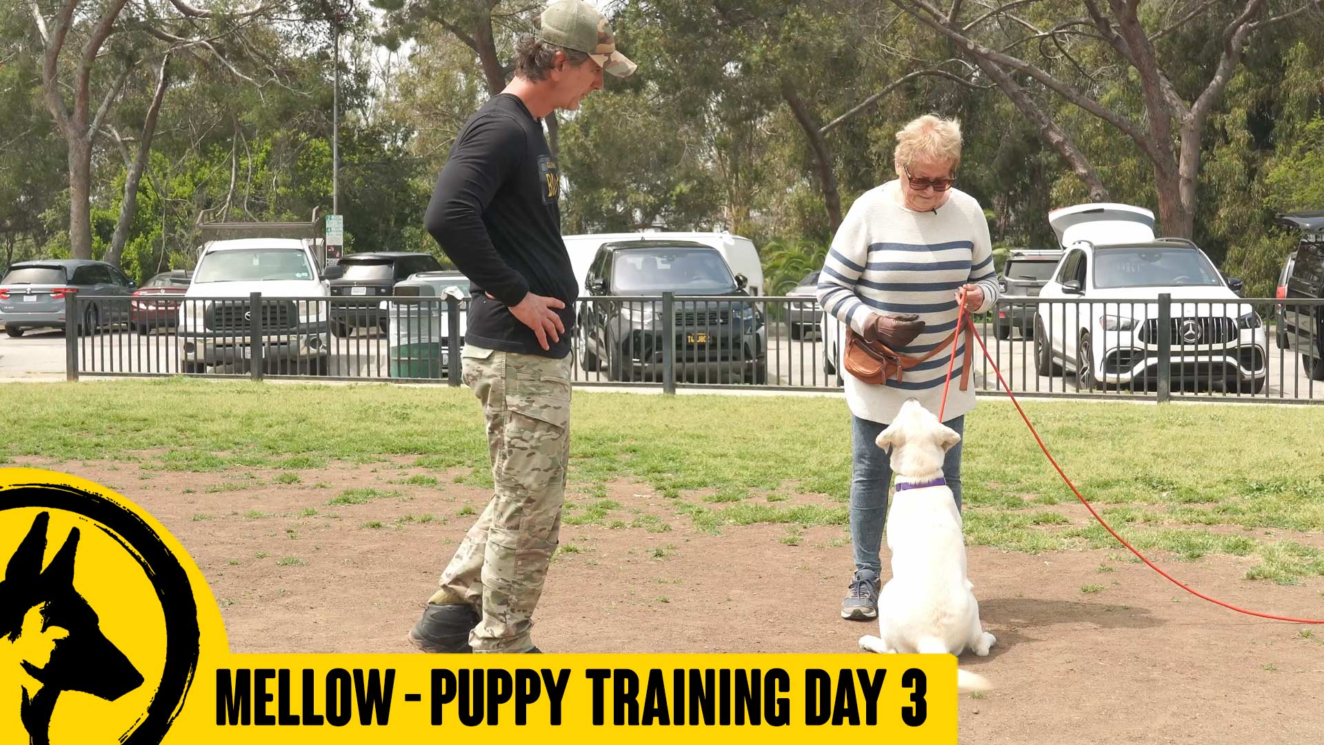 Puppy Basics – down, heel, stay, no jump, soft mouth & more.