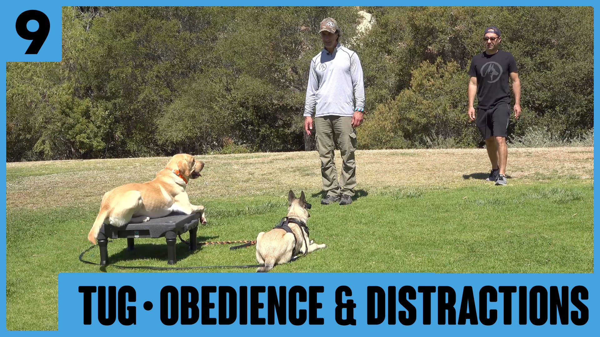 Lesson 9 with Siggy – Tug and Obedience with Distractions