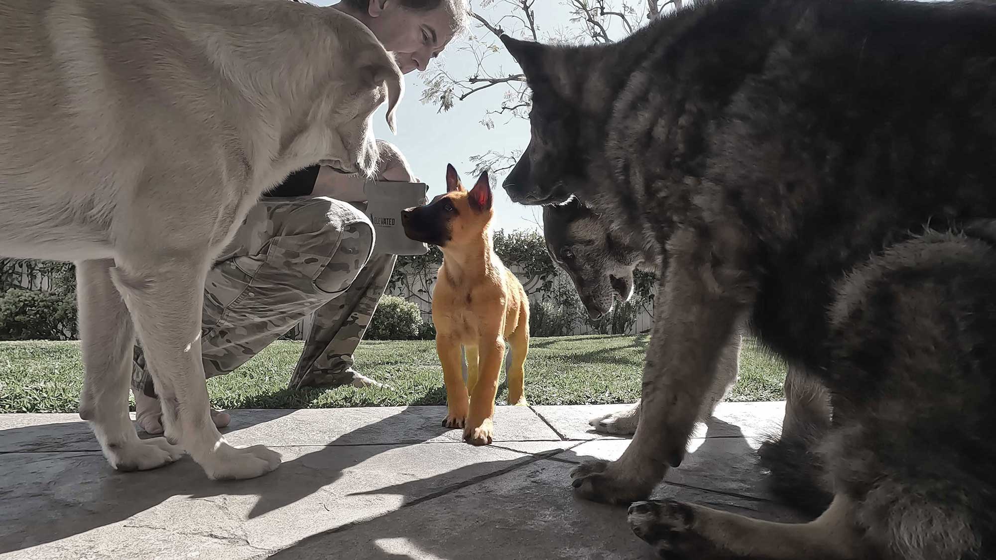 The First 30 Days with My Puppy – A Daily Journal