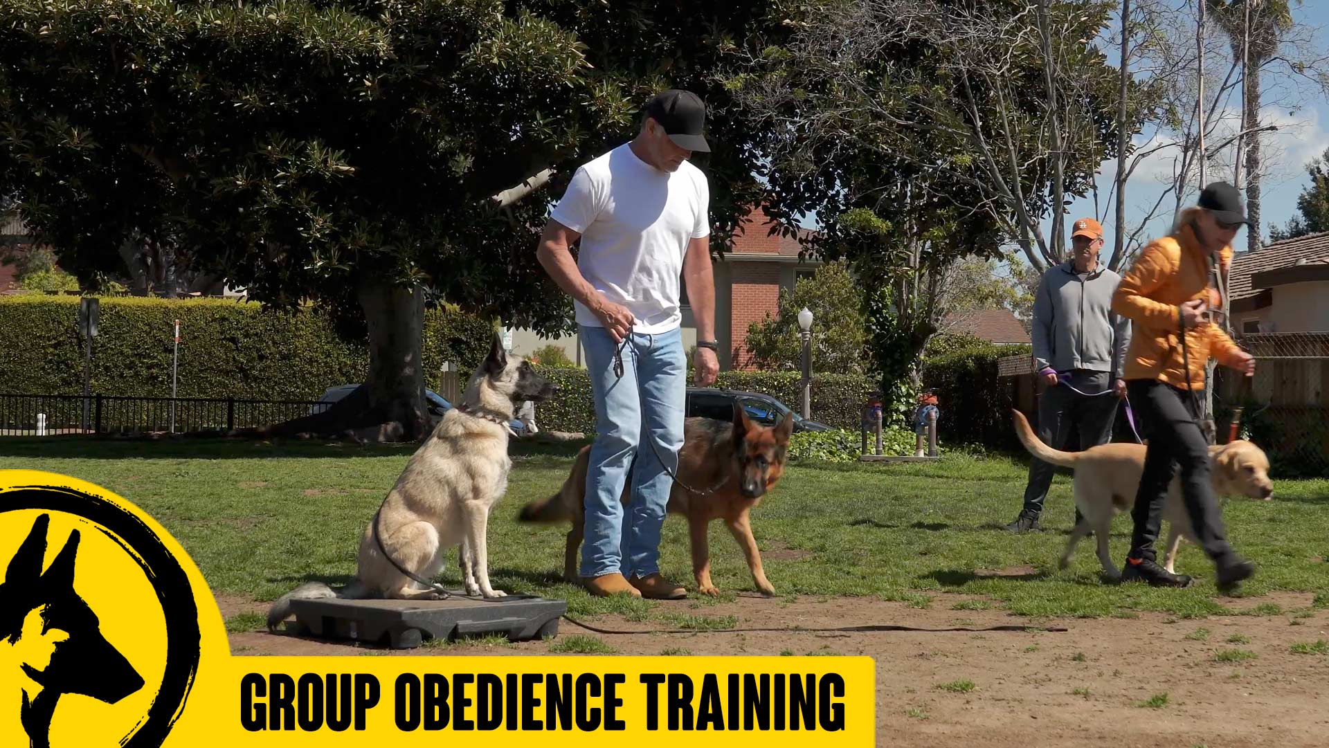 Group Obedience Training