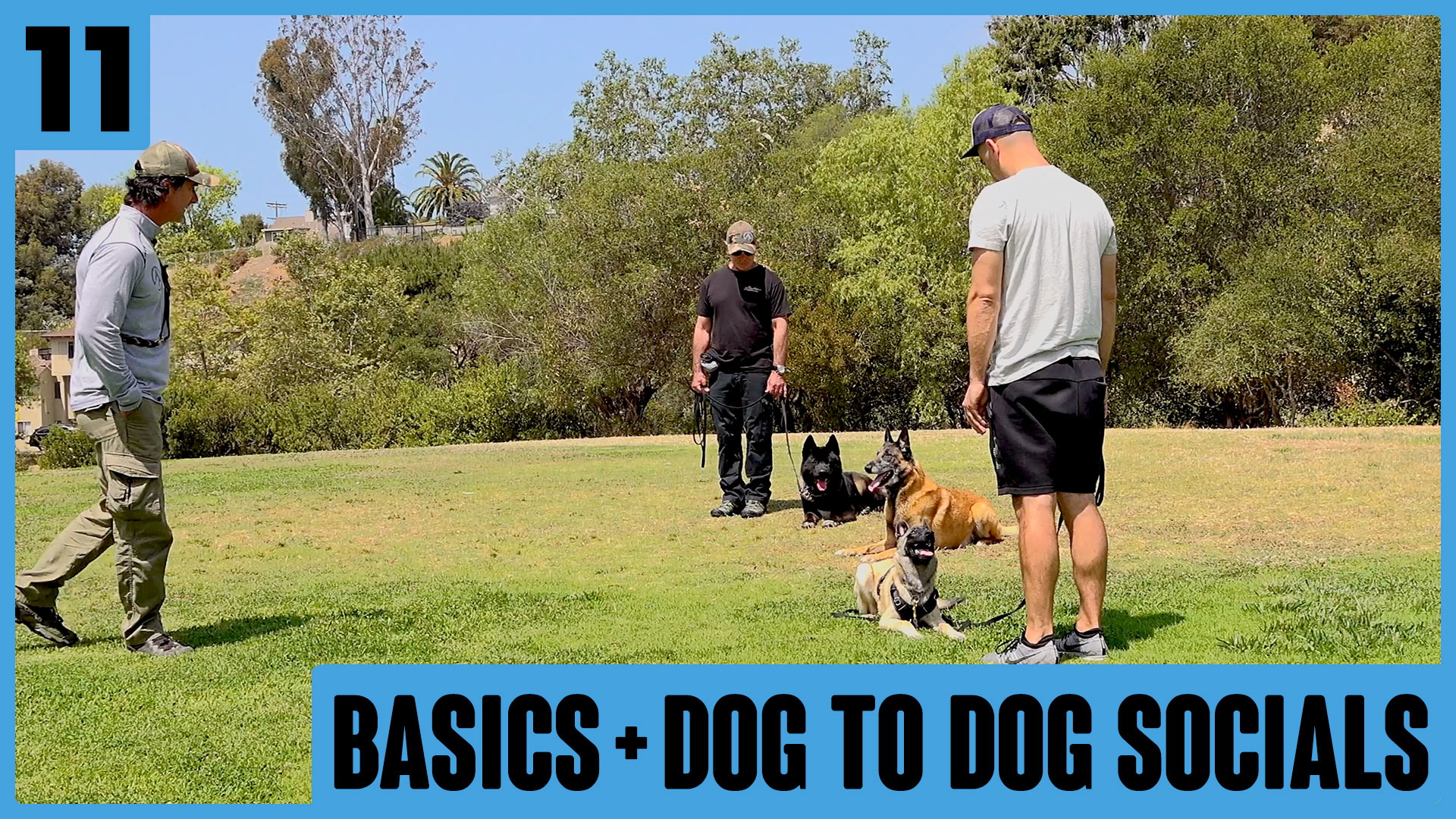 Siggy Day 11 –  Basics and Dog to Dog Social
