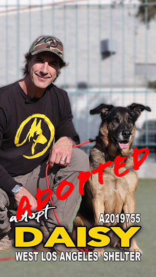 ADOPT-DAISY