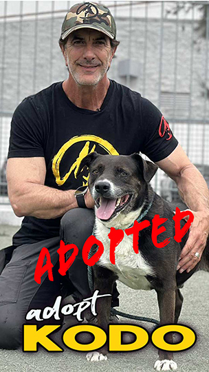 adopt-KODO-P