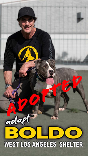 adopt-boldo-Port
