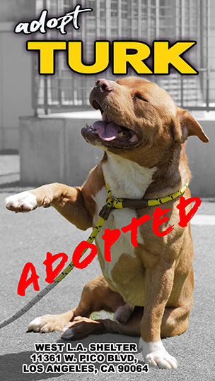 adopt-turk-wave