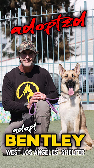 bentley-adopted