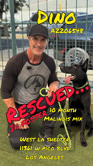 dino-adopted