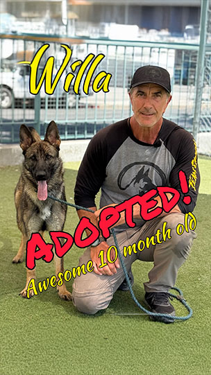willa-adopted