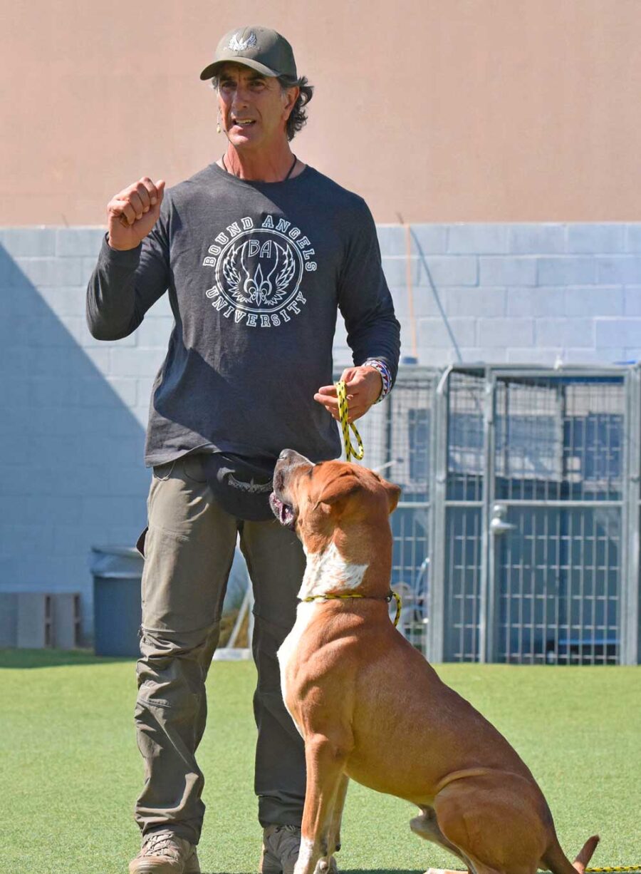 Online Dog Training Videos Robert Cabral Training Lessons