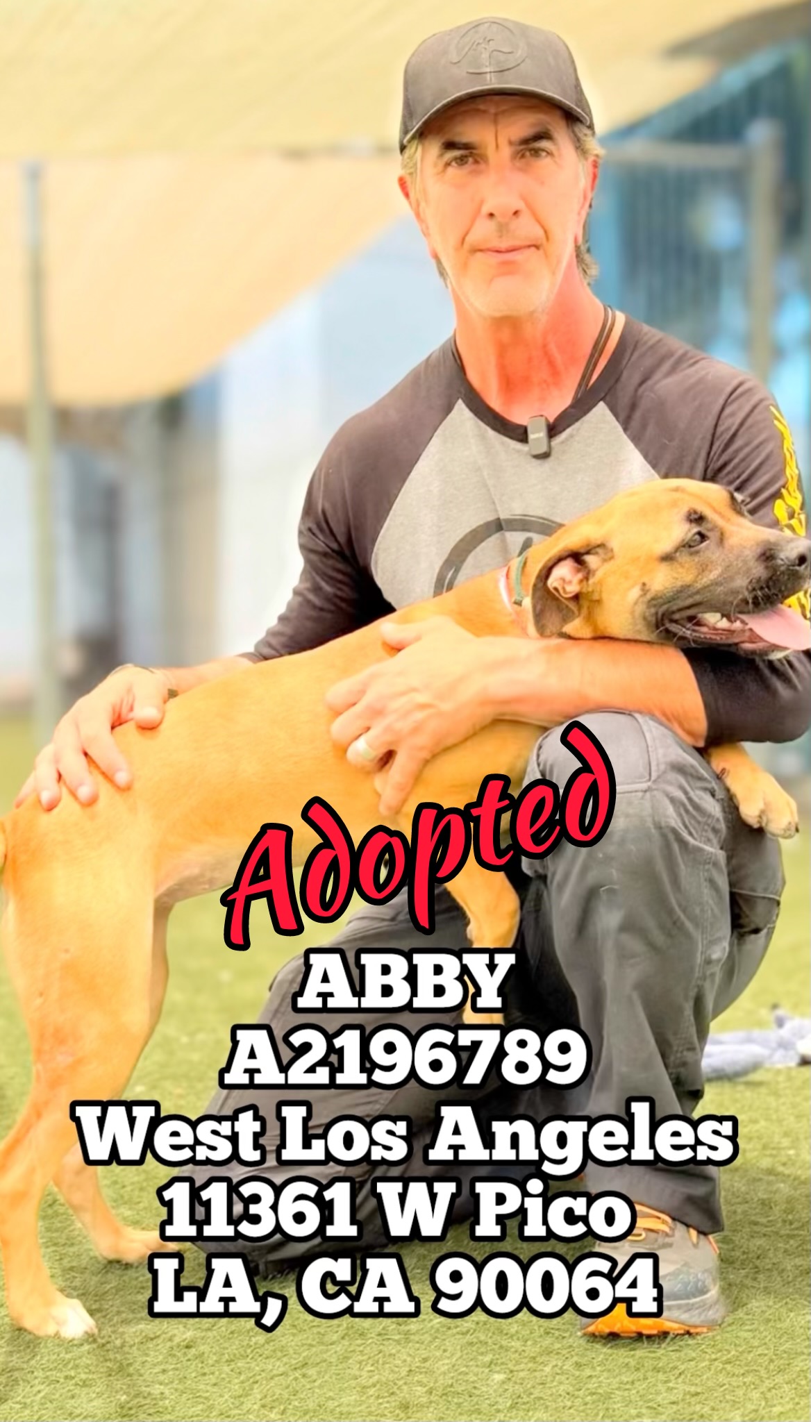 abby adopted