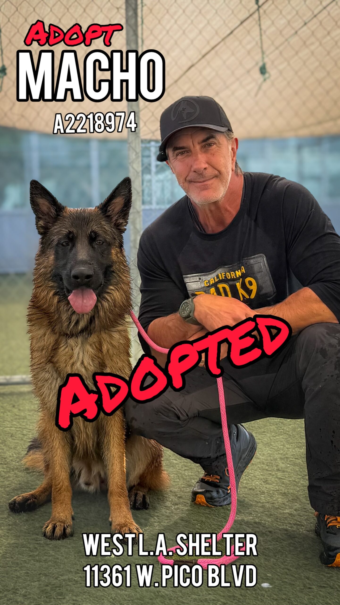 macho adopted