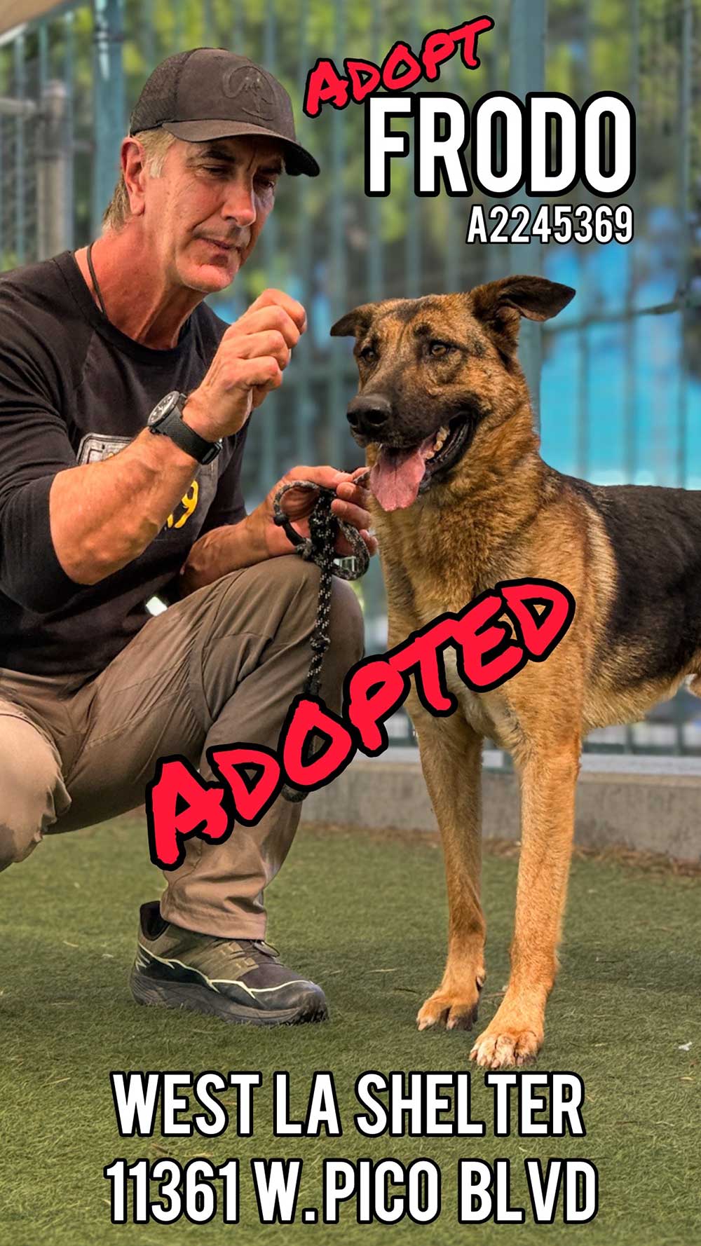 frodo-adopted