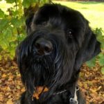 Profile photo of Suzanna
