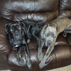 Profile photo of Marcos Diaz