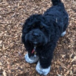 Profile photo of Irit