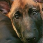 Profile photo of Sven