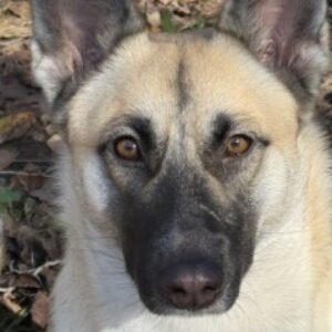Profile photo of Roxana