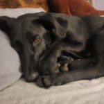 Profile photo of Karl