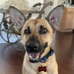 Profile photo of Tarik