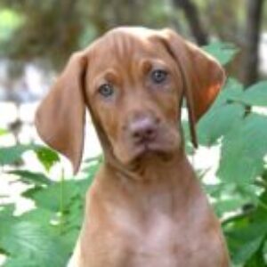 Profile photo of Rod