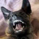 Profile photo of Rachel