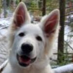 Profile photo of Alexandre