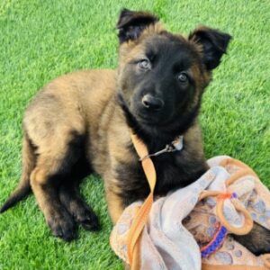 Profile photo of Madison Panico