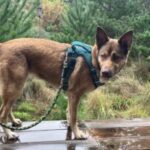 Profile photo of Renato