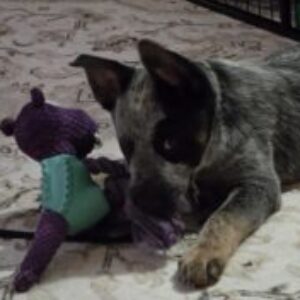 Profile photo of Chris