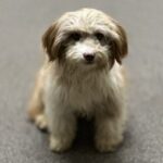 Profile photo of Heidi + Christian