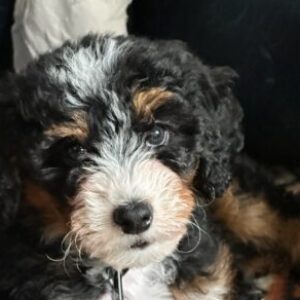 Profile photo of CINDY
