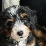 Profile photo of CINDY
