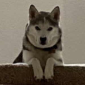 Profile photo of Bashir