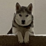 Profile photo of Bashir