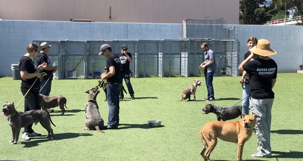 are shelter dogs trained